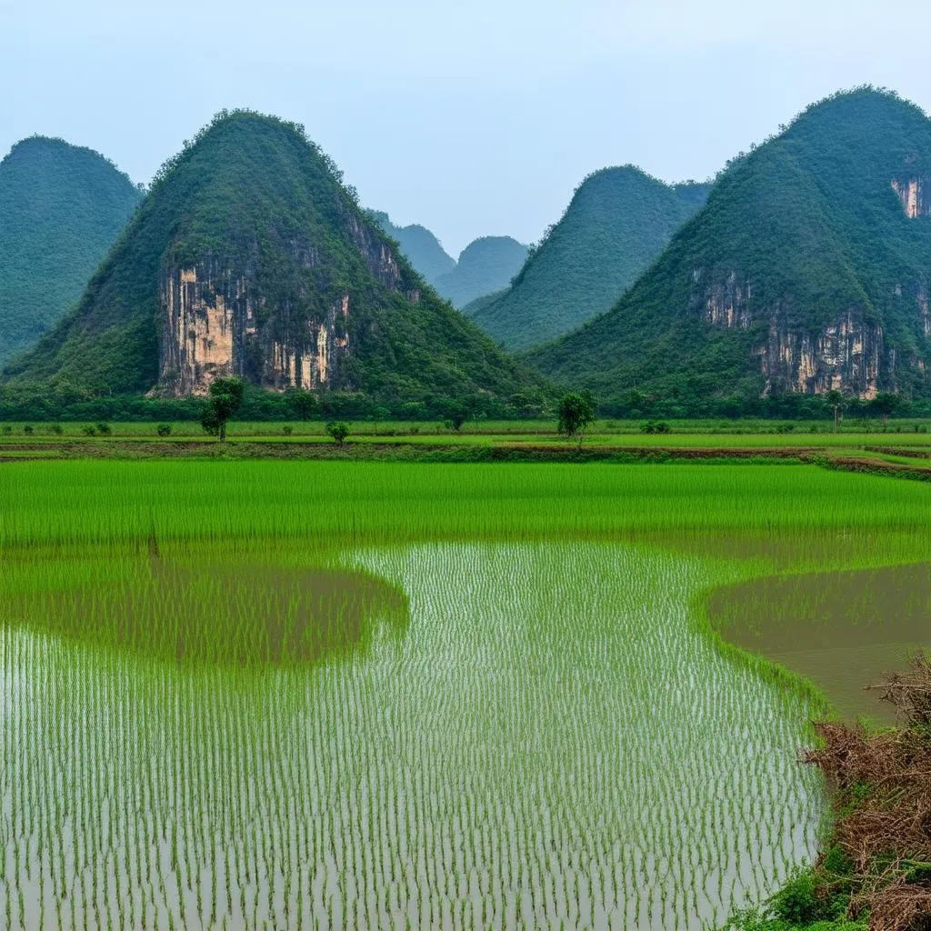 Red River Delta Landscape 