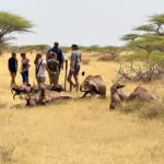 African Safari Safety