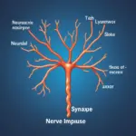 Axon Nerve Impulse