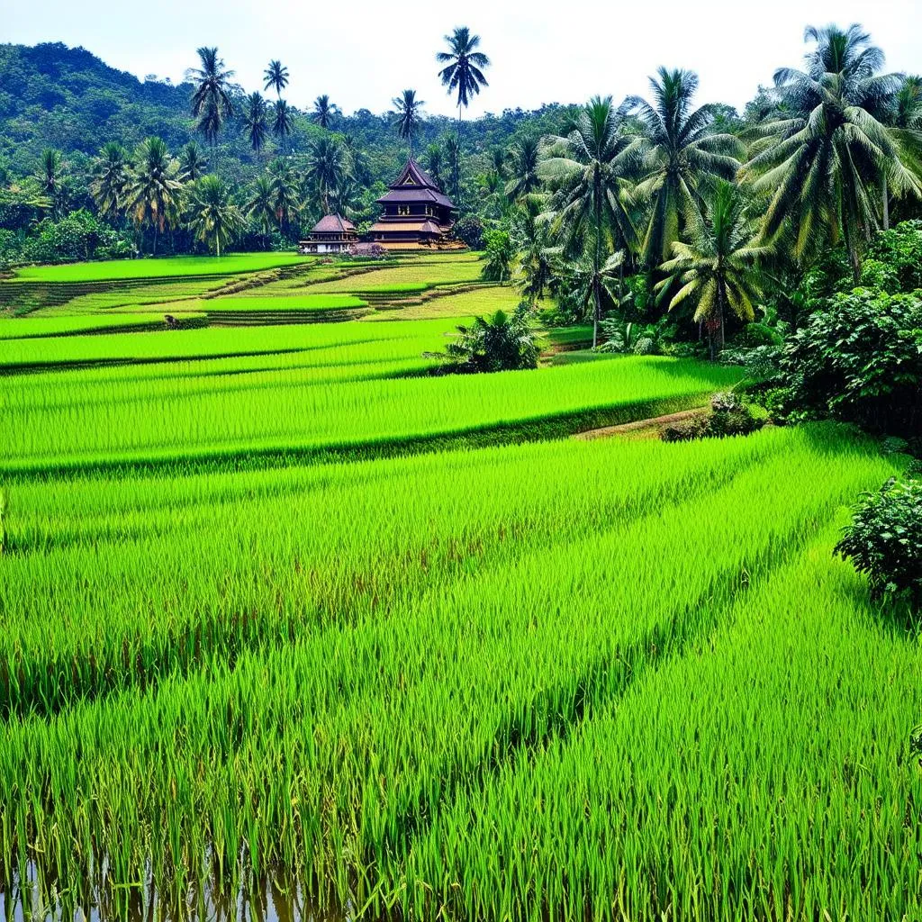 Bali Rice Paddies