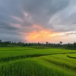 Tranquil Sunset over Bali Rice Paddies