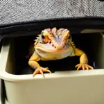 Bearded dragon peering out of a travel carrier