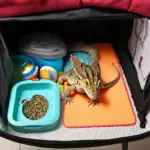 Bearded Dragon Travel Essentials