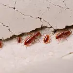 Bed Bugs in Cracks