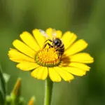 Bee on a Flower