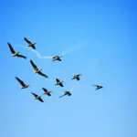 Birds Flying in V-Formation