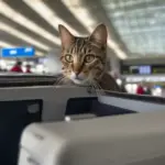 Cat in Carrier at Airport