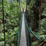 Costa Rica Rainforest