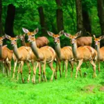 Deer Herd in Forest