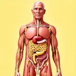 The Digestive System