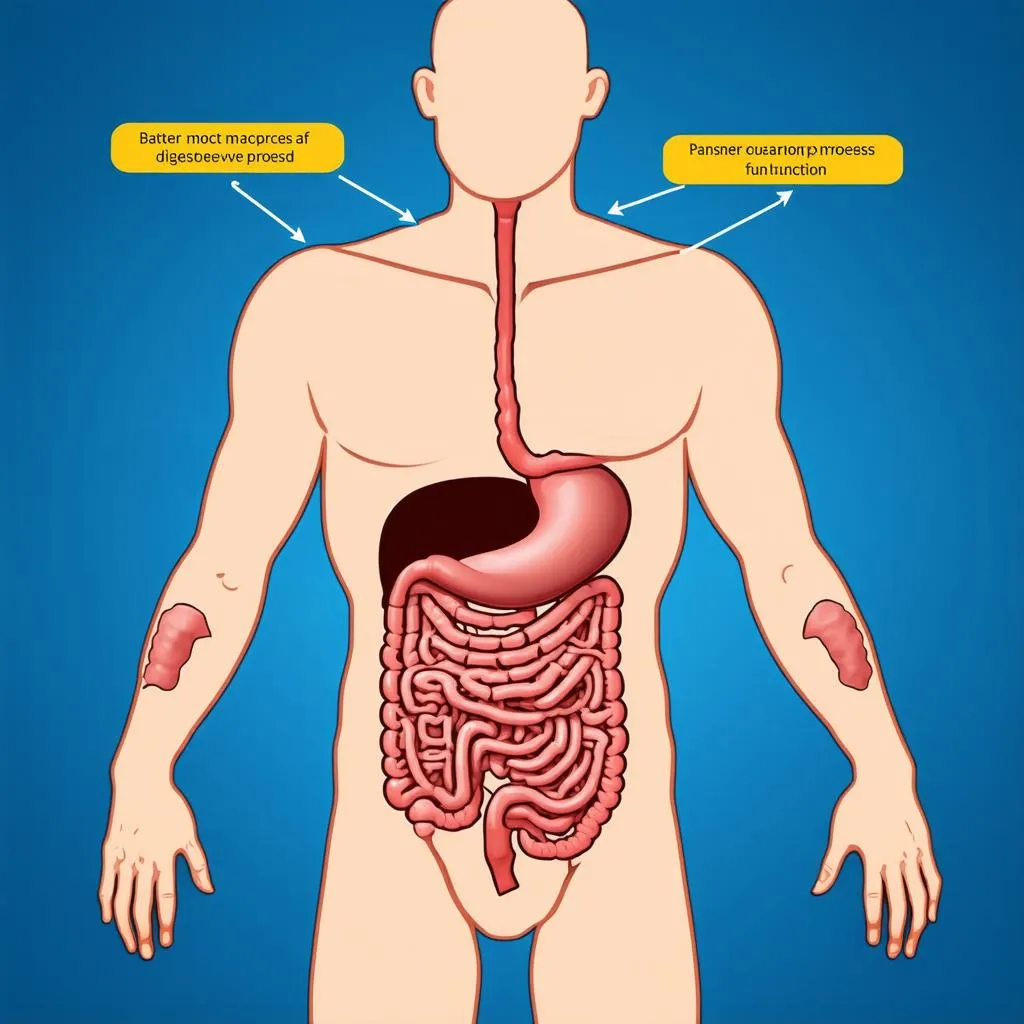 The Incredible Journey: How Does Food Travel Through the Digestive System?