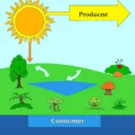 Energy Flow in an Ecosystem