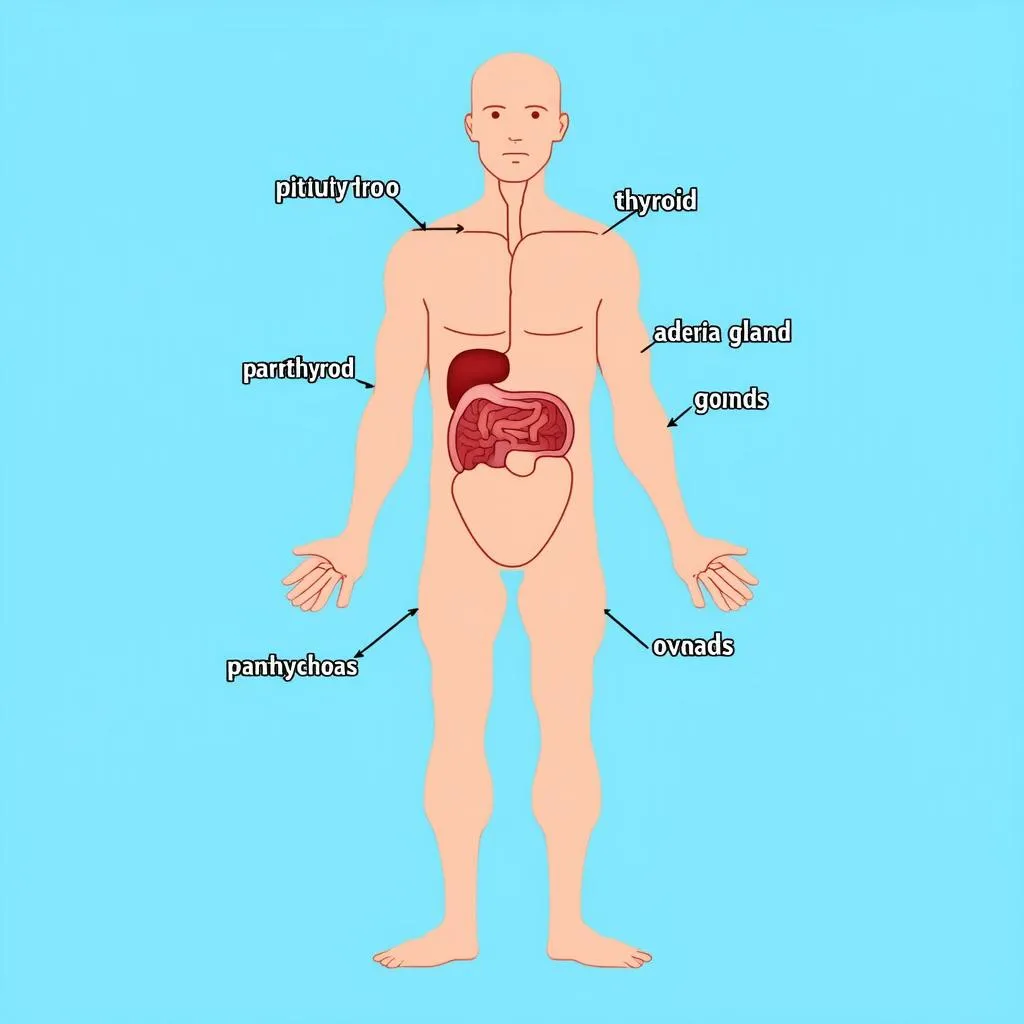 Human Body with Highlighted Endocrine Glands