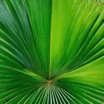 Close-up of a fan palm's frond