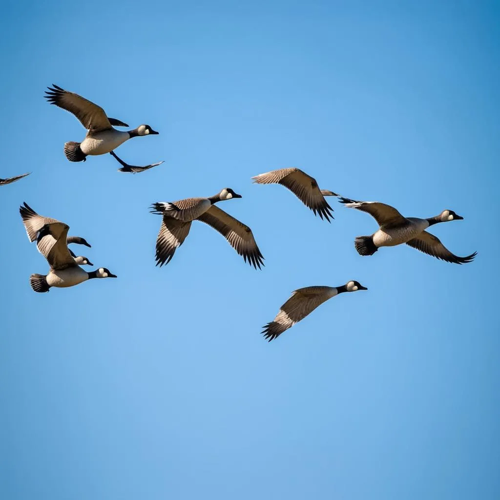 Geese Flying in V-formation