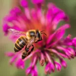 Honey Bee on Flower