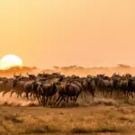 Wildebeest Migration in Masai Mara