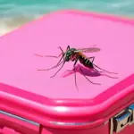 Mosquito on Luggage