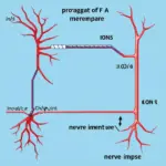 Nerve Impulse Diagram