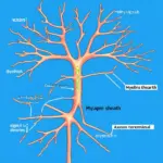 Neuron Signal Transmission