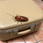 Cockroach on Luggage