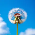 Seed Dispersal by Wind