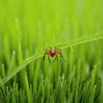 Tick on Grass