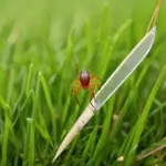 Tick on Grass