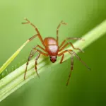 Tick Questing on Grass