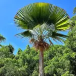 Travelers Palm in a Lush Landscape