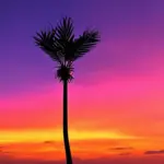 Traveller's Palm Silhouette