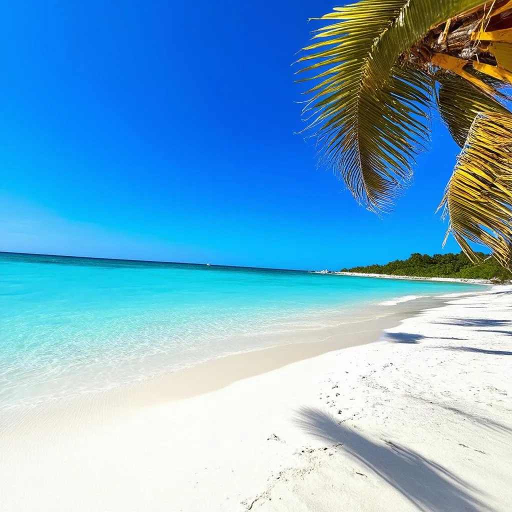 Tropical Beach with Palm Trees