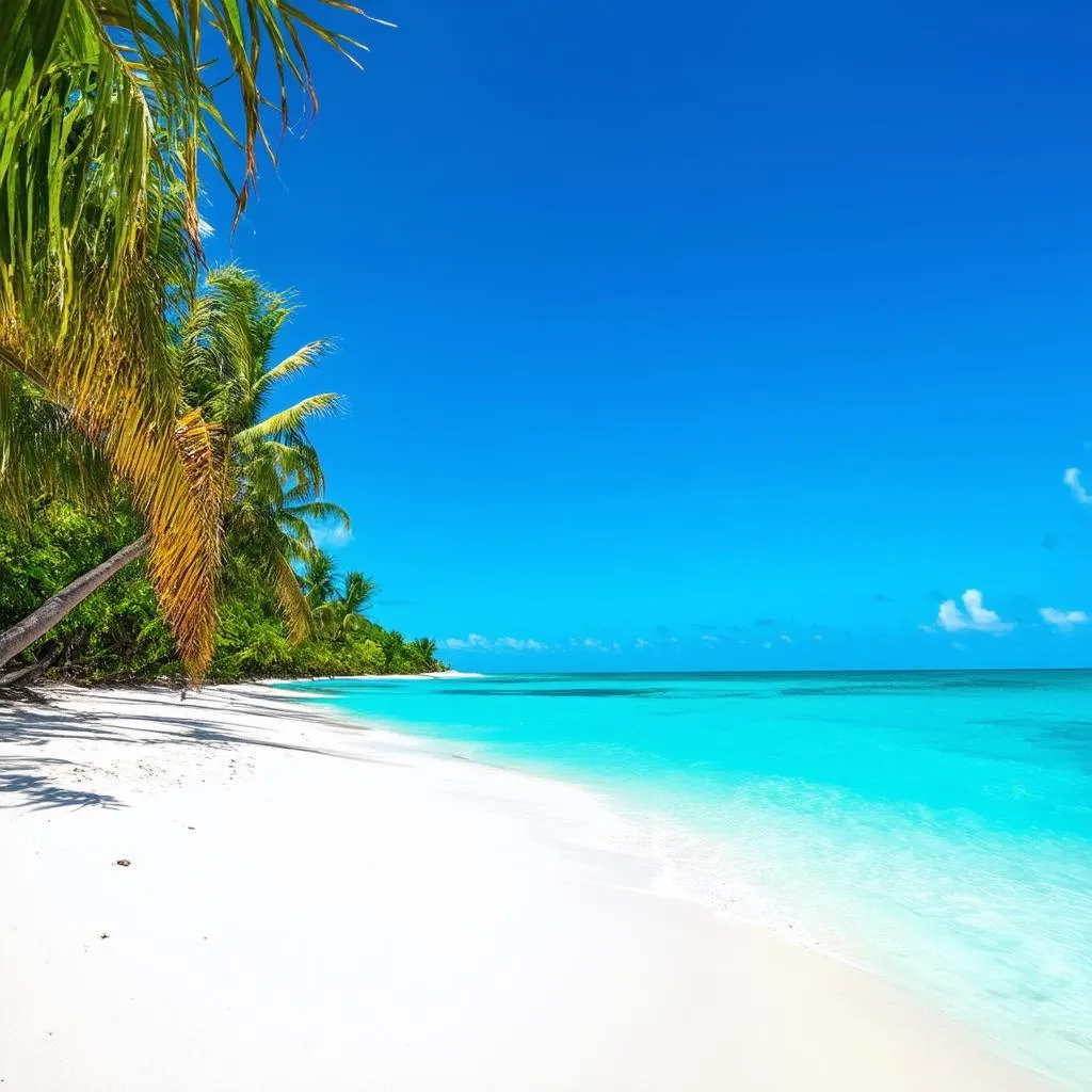 Tropical Beach with Palm Trees