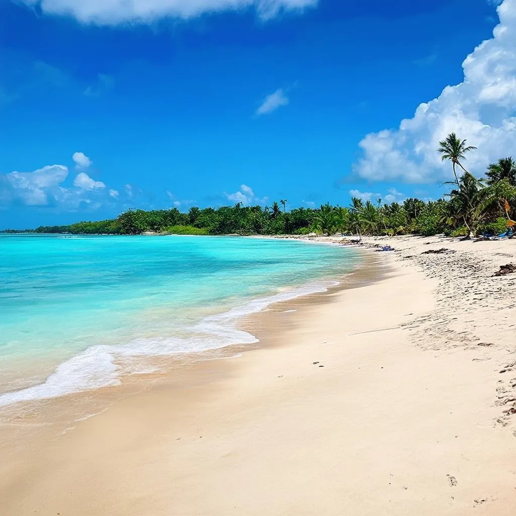  Dominican Republic Beach with Palm Trees 