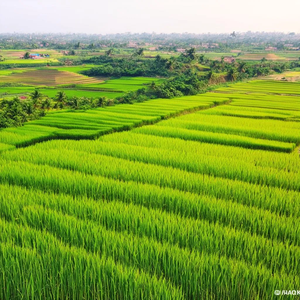 Scenic Rice Paddies