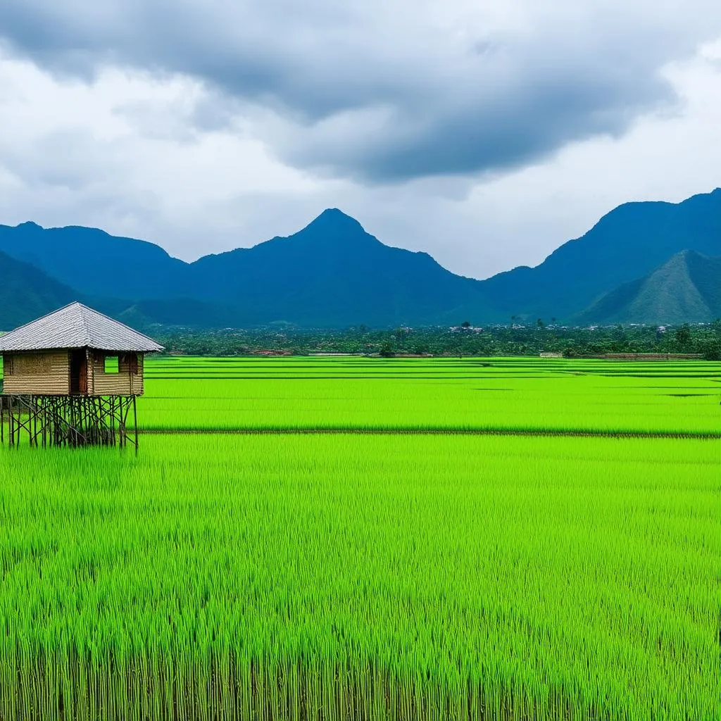 Lush green rice paddies in Chiang Mai, Thailand during the rainy season