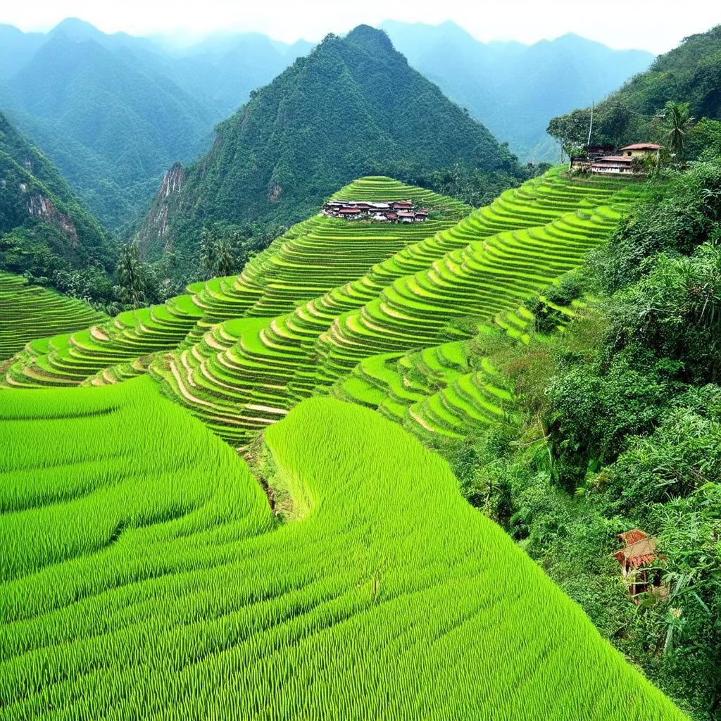 Rice terraces in Sapa