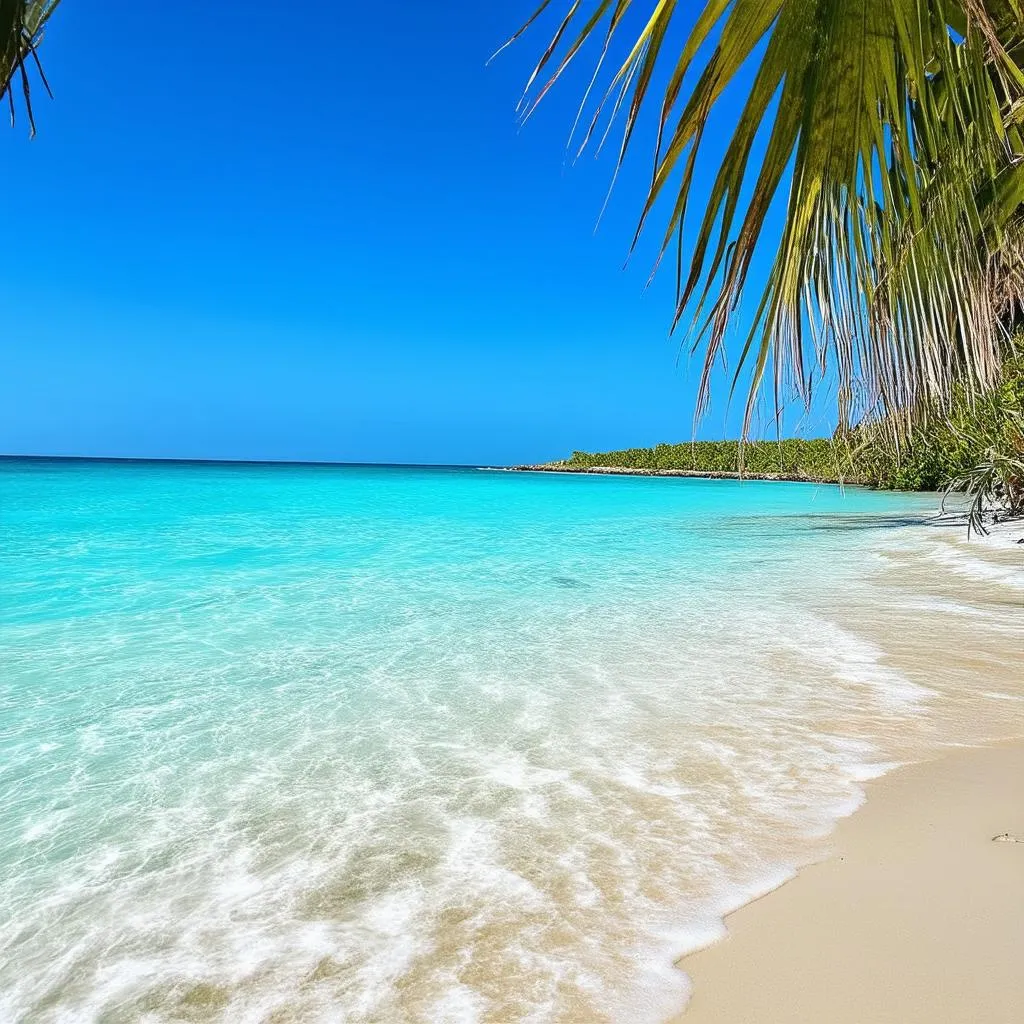 Beach Palm Trees Ocean