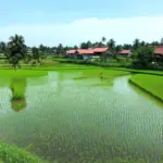 Rural Vietnam