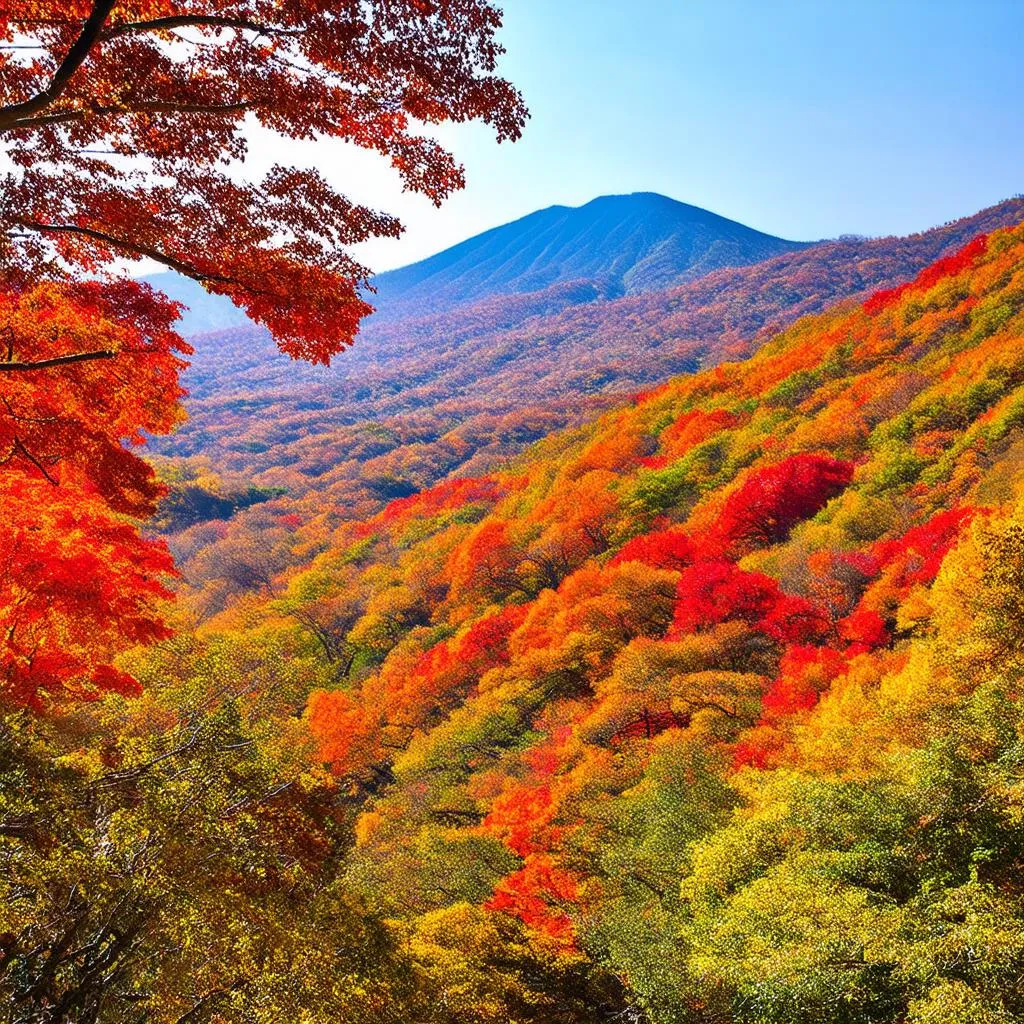 Autumn Leaves in Naejangsan