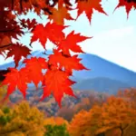 Autumn leaves in Korea