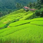 Bali Rice Terraces