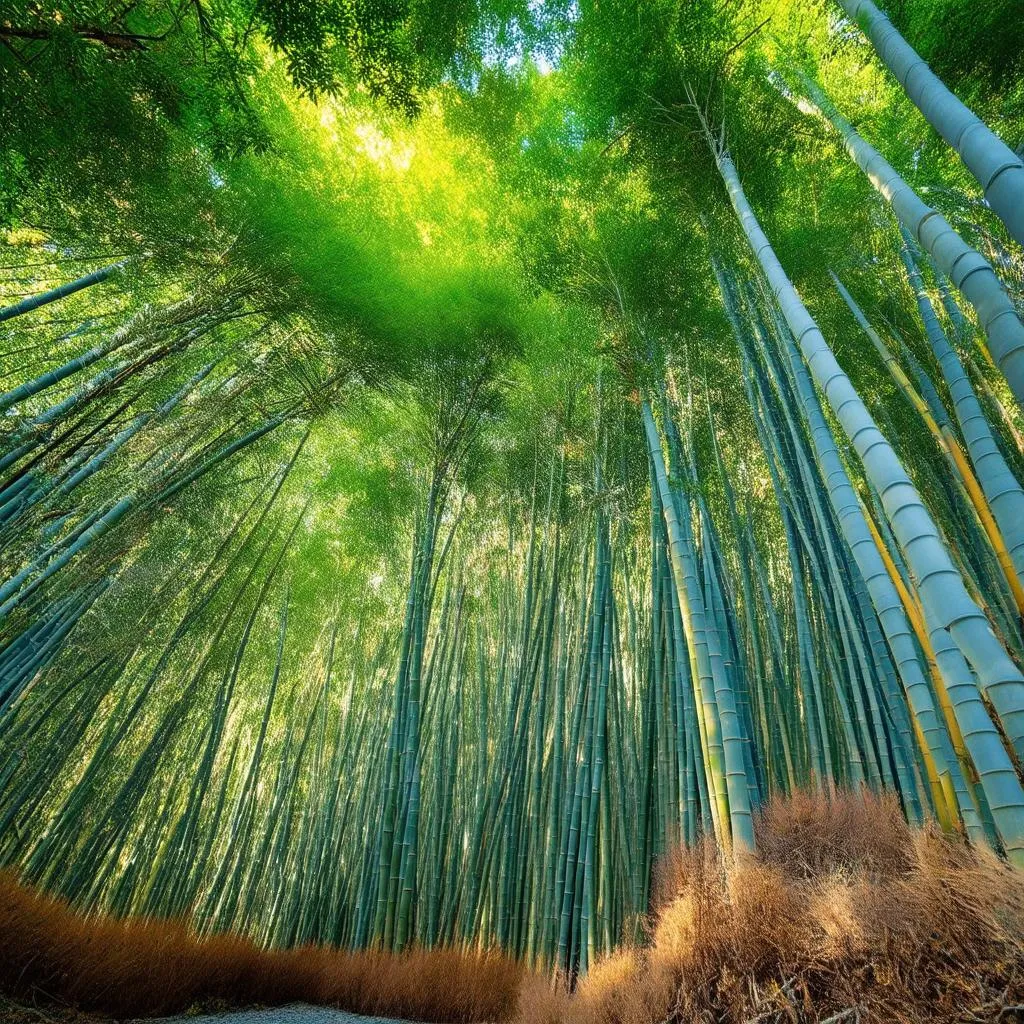 Arashiyama Bamboo Grove