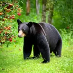 Black Bear Foraging