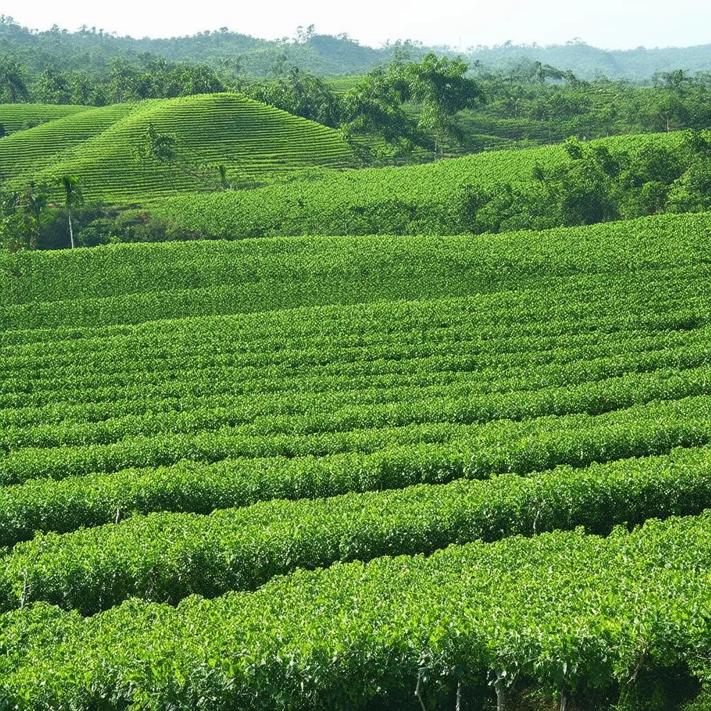 Coffee plantation in Buon Ma Thuot