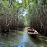 Can Gio Mangrove Forest