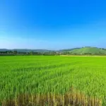 Cao Minh Landscape