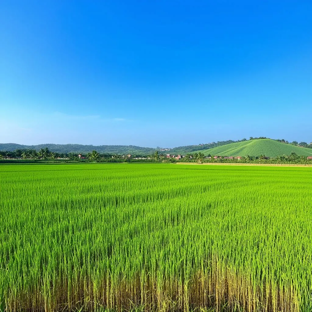 Cao Minh Landscape