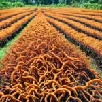 Cordyceps farm in Ben Tre