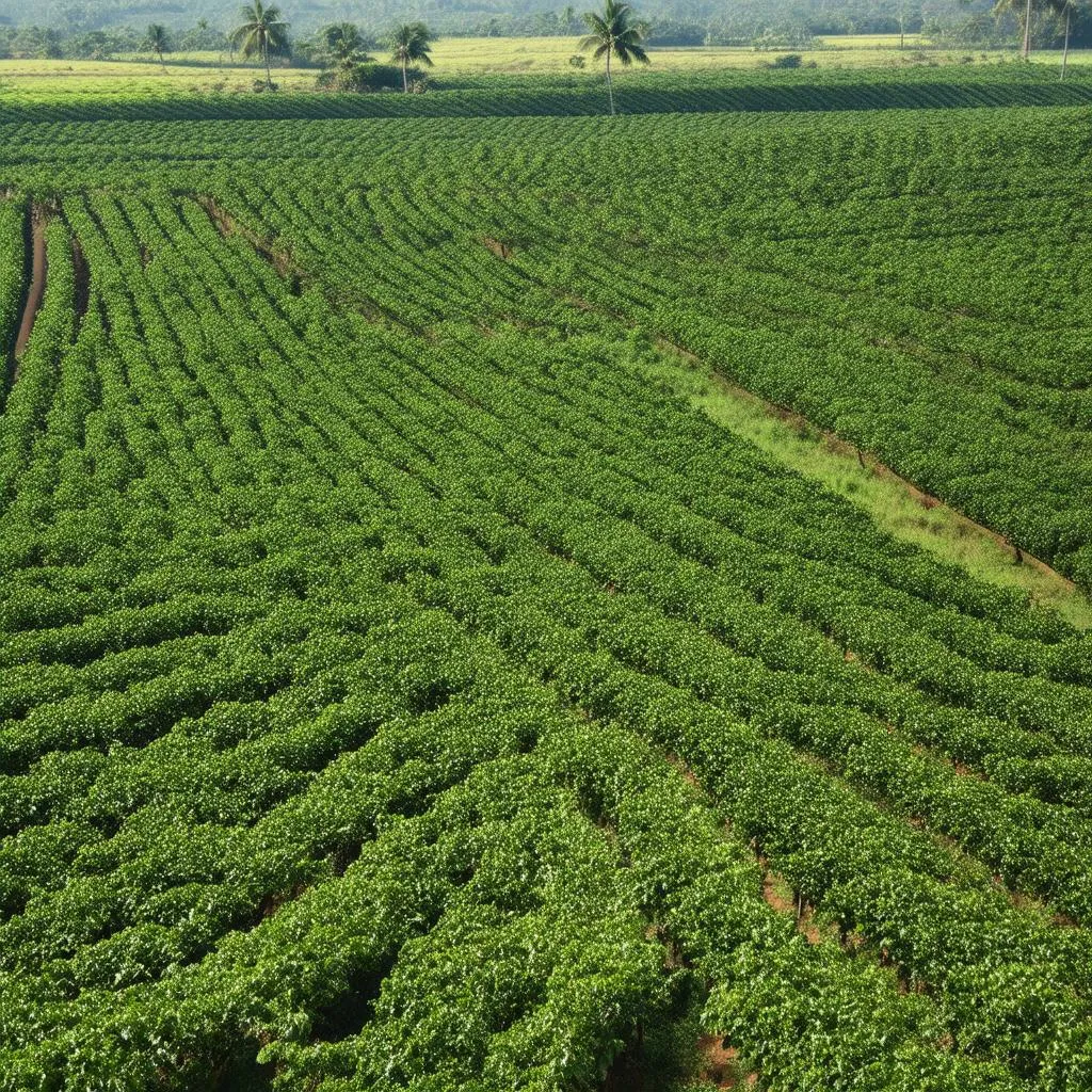 Coffee Plantation Dak Nong